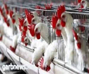 السعودية توقف استيراد الدجاج من 33 مصنعًا للدواجن في البرازيل