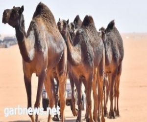 السماح لملاك الابل بالكشف الطبي الأوَّلي قبل المشاركة في المنافسات