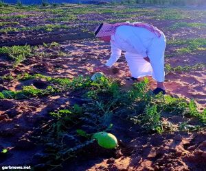 مهرجان الحبحب العثري الأول بمحافظة الليث