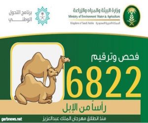"البيئة" تفحص وترقم 6822 رأساً من الإبل منذ انطلاق مهرجان الملك عبدالعزيز