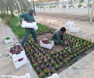 بلدية بقيق : أكثر من 50 ألف زهرة تتزين بها المحافظة في عيد الفطر المبارك