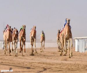 « الثنايا» تتألق في اليوم الثامن لمهرجان ولي العهد  «مشهورة» تحسم الشوط الاول  و«الصعب» في صدارت شوط القعدان الرئيسي