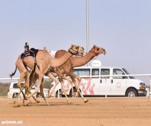 في ختام الأشواط التنشيطية الصباحية  "معزة" بطلة شوط "الحيل" الرئيسي بأفضل توقيت.. والدرع يتصدر أشوط الزمول.