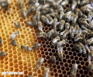 النحل المصري يسرق العسل السعودي