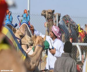 13 قناة فضائية تنقل سباقات الهجن من أرضية ميدان الطائف التاريخي