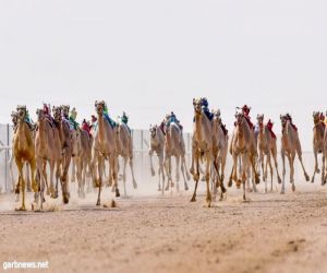 في صباح اليوم الرابع من منافسات الأشواط الختامية الهجن بالطائف