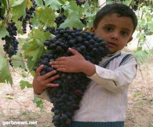 العنب في الأسواق اليمنية يحتل مكان الصدارة متربعاً على الفواكه الأخرى