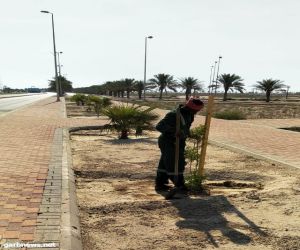 بلدية الخفجي تجري أعمال الصيانة والزراعة بالمحافظة