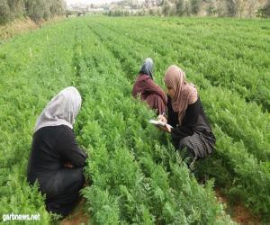 مشروع زراعي يغير حياة 5 نساء في غزة
