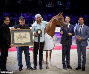 مربط دبي الأفضل في بطولة العالم لجمال الخيل العربي 2019