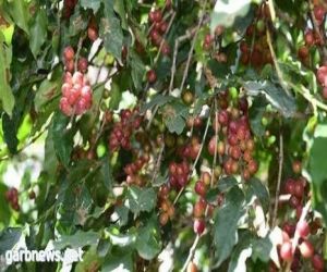 مهرجان البن يدعم استمرار زراعته في جازان ويلبي مطالب عشاق القهوة .