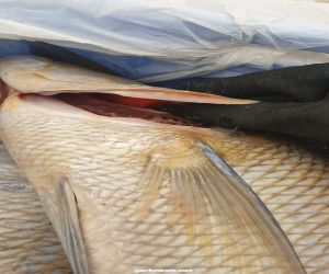 بلدية القطيف تتلف ٣٦٠ كلغ من الأسماك الفاسدة