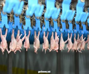 تبوك تمد الأسواق بـ120 ألف طائرٍ من الدجاج والسمان يومياً وعشرة آلاف طن من مختلف الأغذية سنوياً