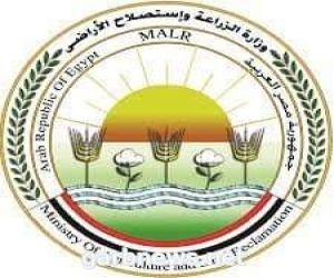 الزراعة المصرية تعلن تسهيل إجراءات تصدير المنتجات المصرية إلى الكويت