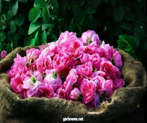 مزارع الورد بمركزي الهدا والشفا تفوح عطراً بالورد الطائفي