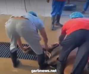 أمانة الباحة: إحالة المتهمين بذبح “العجل النافق” إلى النيابة بعد تضارب أقوالهم