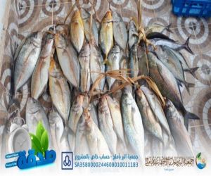 بر #أملج توزع الأسماك مجاناً لأكثر من ٩٠ أسرة