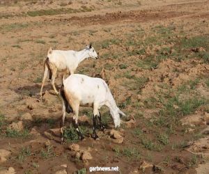 ثروة حيوانية مزدهرة في جازان .. تعزز الأمن الغذائي في المملكة