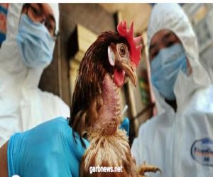 العراق  : تسجيل أول إصابة بمرض إنفلونزا الطيور فى أحد مزارع الدواجن بمحافظة نينوى