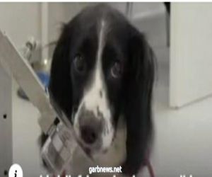 بريطانيا: تدريب الكلاب لاكتشاف مريض كورونا