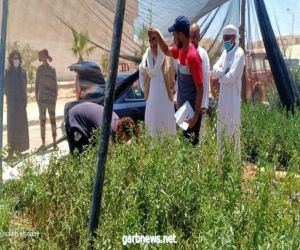 زراعة  ستة ألاف شتلة لوز بمناطق الزراعة المطرية فى مصر