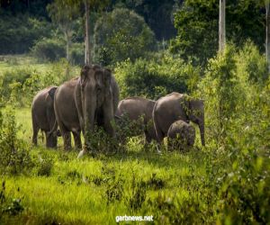 تايلند تطلق مشروعاً لرعاية مجتمع الفيلة