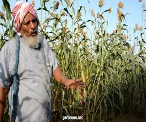 "مناع "مزارع ثمانيني من صبيا عاصر 3 أجيال .. نموذج للمزارع السعودي المكافح