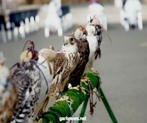 "عروض الصقور " في مركز البشائر تلقى اعجاب الزوار و تفاعل الحضور