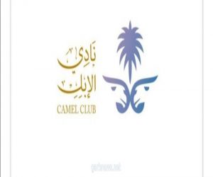 نادي الإبل يعلن الفئات الجديدة في مهرجان الملك عبد العزيز