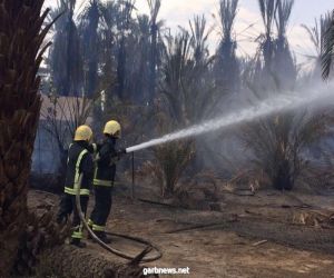 مدني بيشة يباشر حريقاً اندلع في مزارع نخيل بمركز ترج