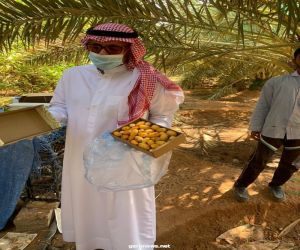 جولات على مزارع محافظة شقراء للتأكد من خلوها من المبيدات