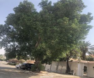 مواطنون بجدة يطالبون باقتلاع أشجار "البزرومي" لتأثيرها على الصرف الصحي وخزانات المياه