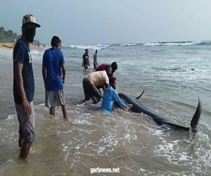 إنقاذ 120 حوتاً طياراً بعد جنوحها عند شواطئ سريلانكا