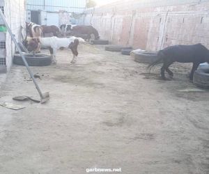 بلدية الشوقية تضبط موقعاً مخالفاً لتربية الخيول