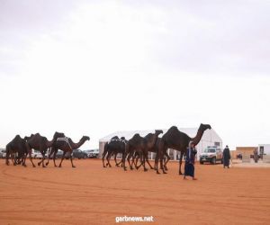 إعلان نتائج التحكيم المبدئي في "كأس النادي» للون «المجاهيم" بمهرجان الملك عبدالعزيز