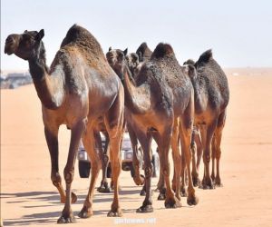 إعلان نتائج التحكيم المبدئي في فئة  "شلفا ولي العهد» للون «المجاهيم"