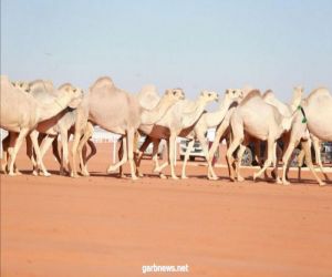 الدوسري يُحقق كأس النادي لفئة الشقح بمهرجان الملك عبدالعزيز للإبل