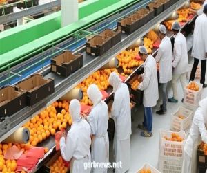 وزير الزراعة: ارتفاع صادرات مصر الزراعية إلى 4.9 مليون طن رغم "كورونا"
