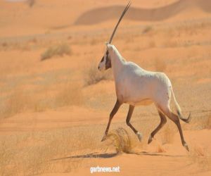 محمية بني معارض: كنز الطبيعة في شتاء السعودية