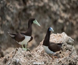 شاهد محمية جزر فرسان.. سياحة البر والبحر والأعماق في "شتاء السعودية