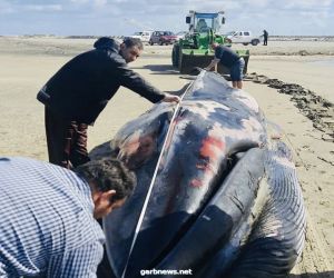 بالصور .العثور على انثى الحوت  بالقرب من مزرعة غليون بكفر الشيخ.