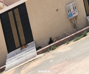 بعد فاجعة الرياض.. كلاب ضالة تتربص بمواطن وأسرته وتمنعه من دخول منزله بالطائف
