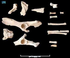 فريق من علماء الآثار يكتشف أقدم دليل لاستئناس الكلاب في الجزيرة العربية بمحافظة العلا