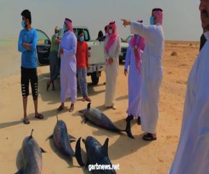 إنقاذ عشرات الدلافين من موت مؤكد بأحد الشواطئ السعودية