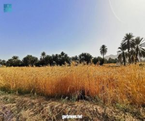 حقول القمح بنجران تؤذن بموسم حصاد وفير