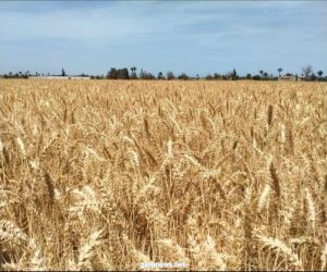 وزير الزراعة المصري انطلاق موسم حصاد القمح والمحصول يبشر بالخير هذا العام