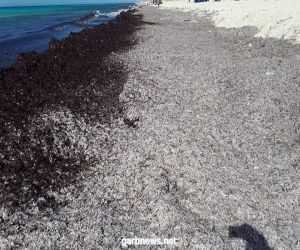 وزيرة البيئة : ما شاهده المواطنون بأحد شواطئ الساحل الشمالى ناتج عن  دورة حياة  نبات البوسيدونيا