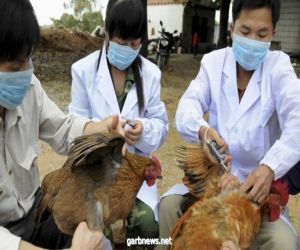 الصين تسجل أول إصابة بشرية في العالم بسلالة "H10N3" من إنفلونزا الطيور