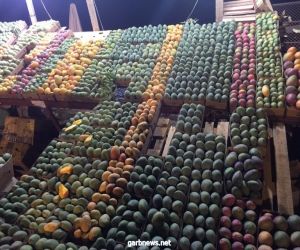 بدء موسم ”ملكة الفواكهة” في جـــازان.. وفرة في الإنتاج ووصول للعالمية