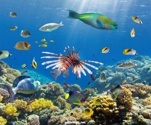 العالم يحتفي باليوم العالمي للمحيطات لزيادة الوعي بدورها في الحياة